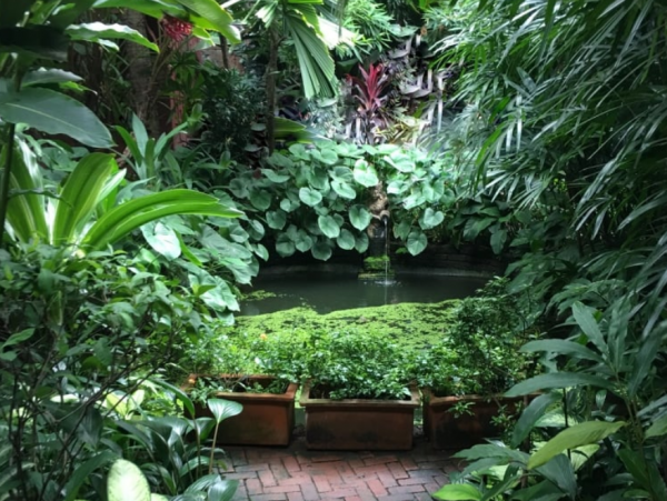 Taman tropis dengan tanaman hijau lebat